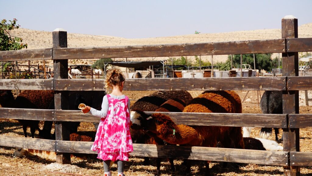 חוות האלפקות | צימרים וסוויטותחווה במצפה רמון