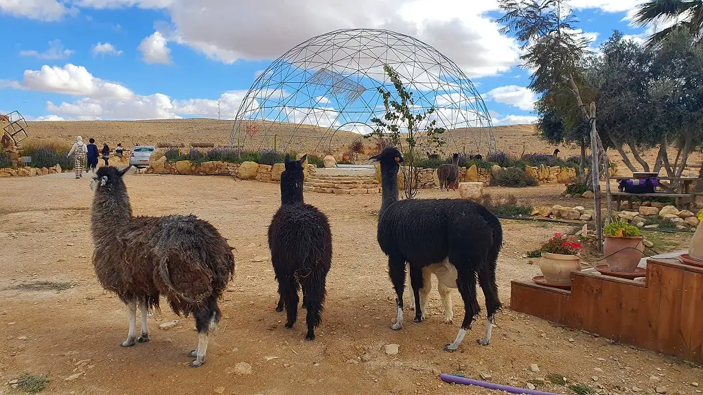 חוות האלפקות | ריטריטים וסדנאות בדרוםחווה במצפה רמון